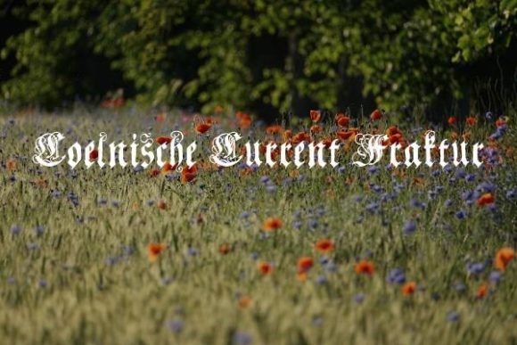 Coelnische Current Fraktur: A Bold Blackletter Font for Branding